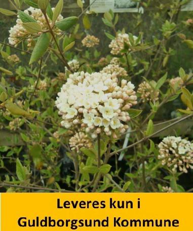 Viburnum burkwoodii C5 60-70 cm.