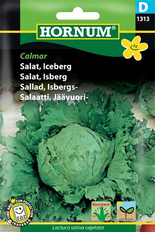 Salat, Iceberg, Calmar