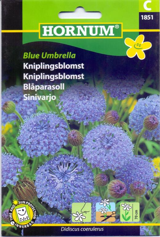 Kniplingsblomst, Blue Umbrella