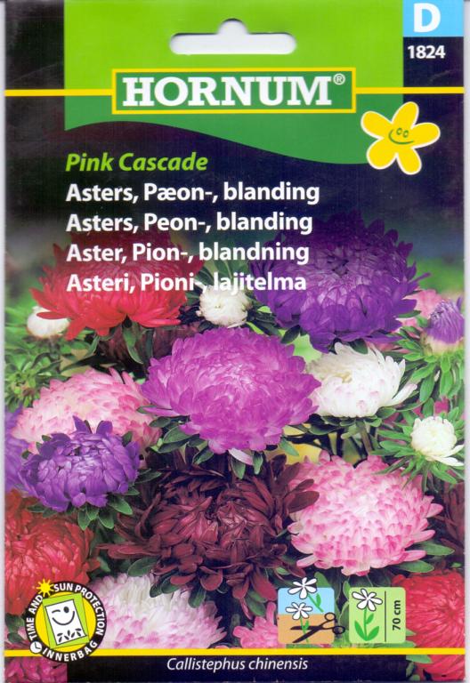 Asters, Pæon-, blanding, Pink Cascade