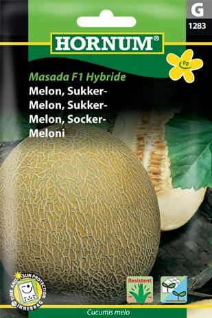 Melon, Sukker-, Masada F1 Hybride (G)