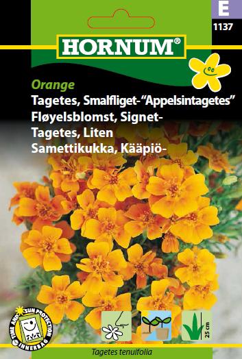 "Tagetes, Smalfliget- ""Appelsintag."" (