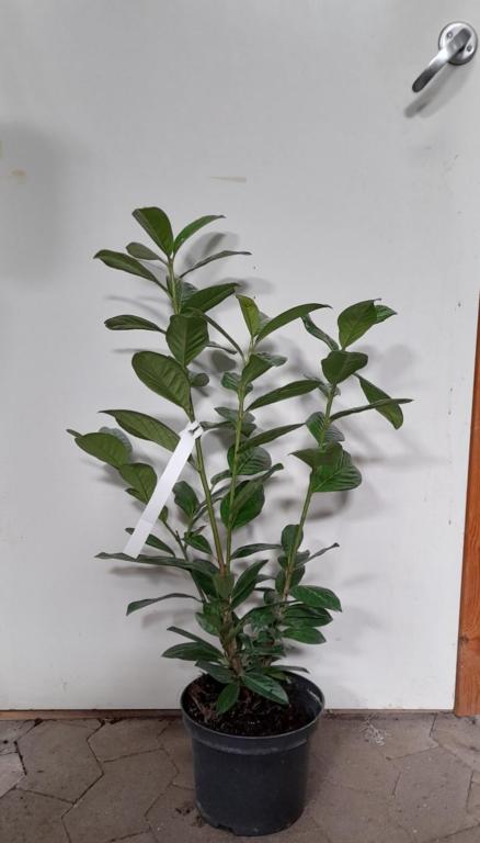 Prunus laur. Novita 60-80