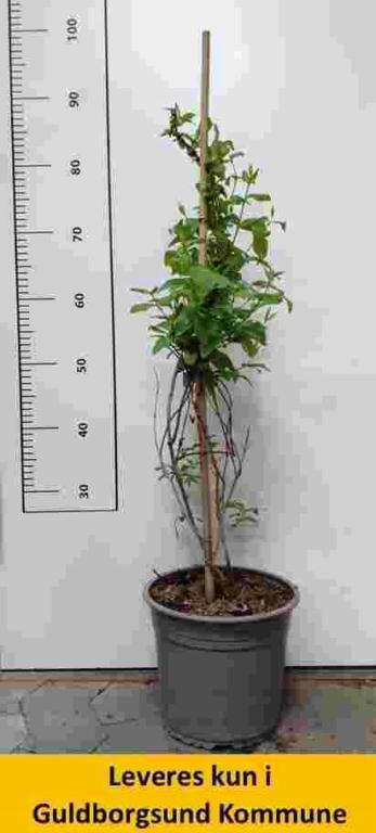 Abeliophyllum distichum 'Roseum'
