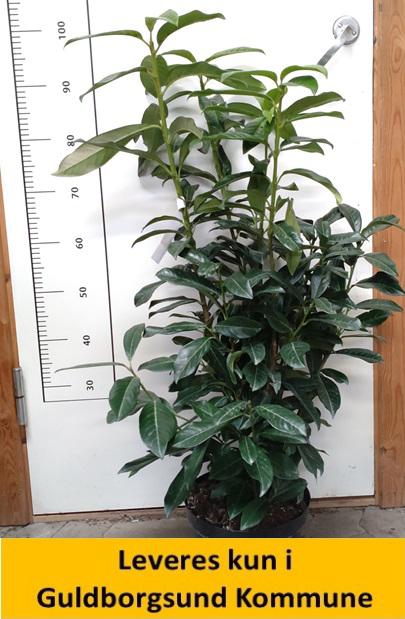 Prunus laur. Genolia C5 80-100