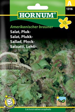 Salat, Pluk-, Amerikanischer brauner