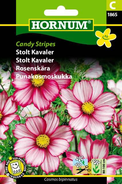 Stolt Kavaler, Candy Stripes