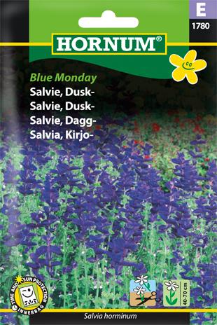 Salvie, Dusk-, Blue Monday
