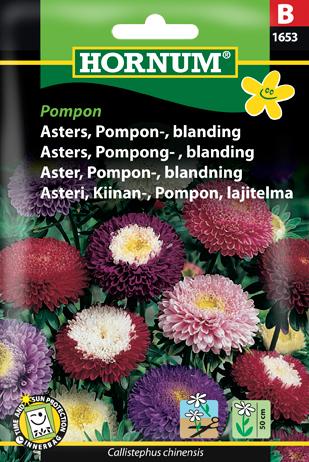 Asters, Pompon-, blanding, Pompon