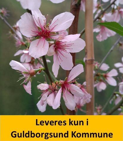 Prunus x persicoides 'Ferskenmandel'
