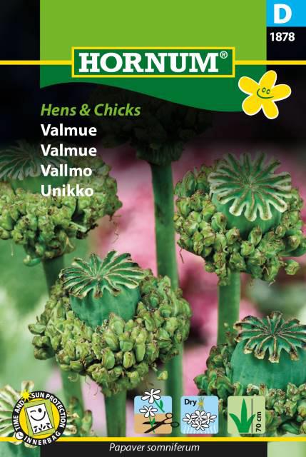 Valmue, Hens & Chicks