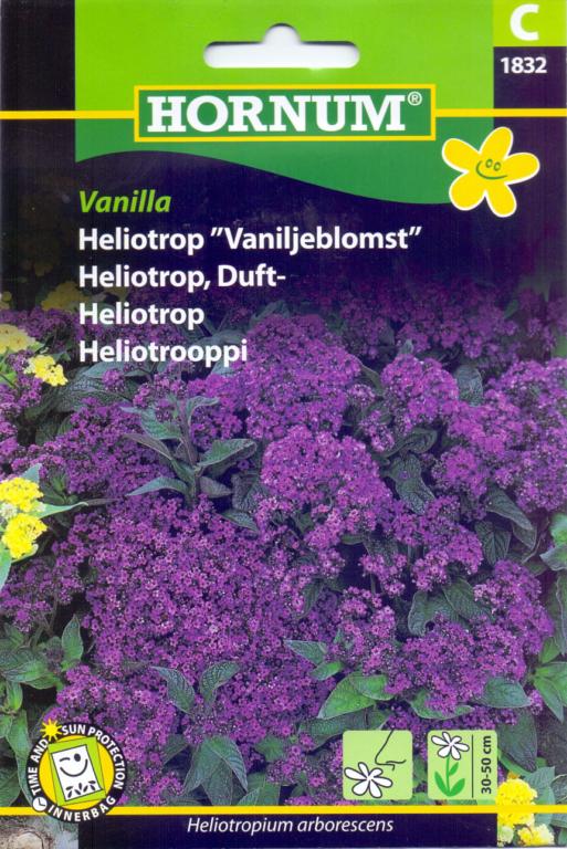 Heliotrop ”Vaniljeblomst”, Vanilla