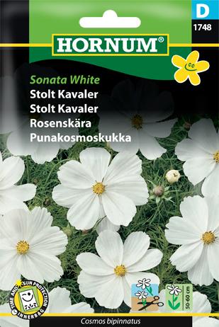 Stolt Kavaler, Sonata White