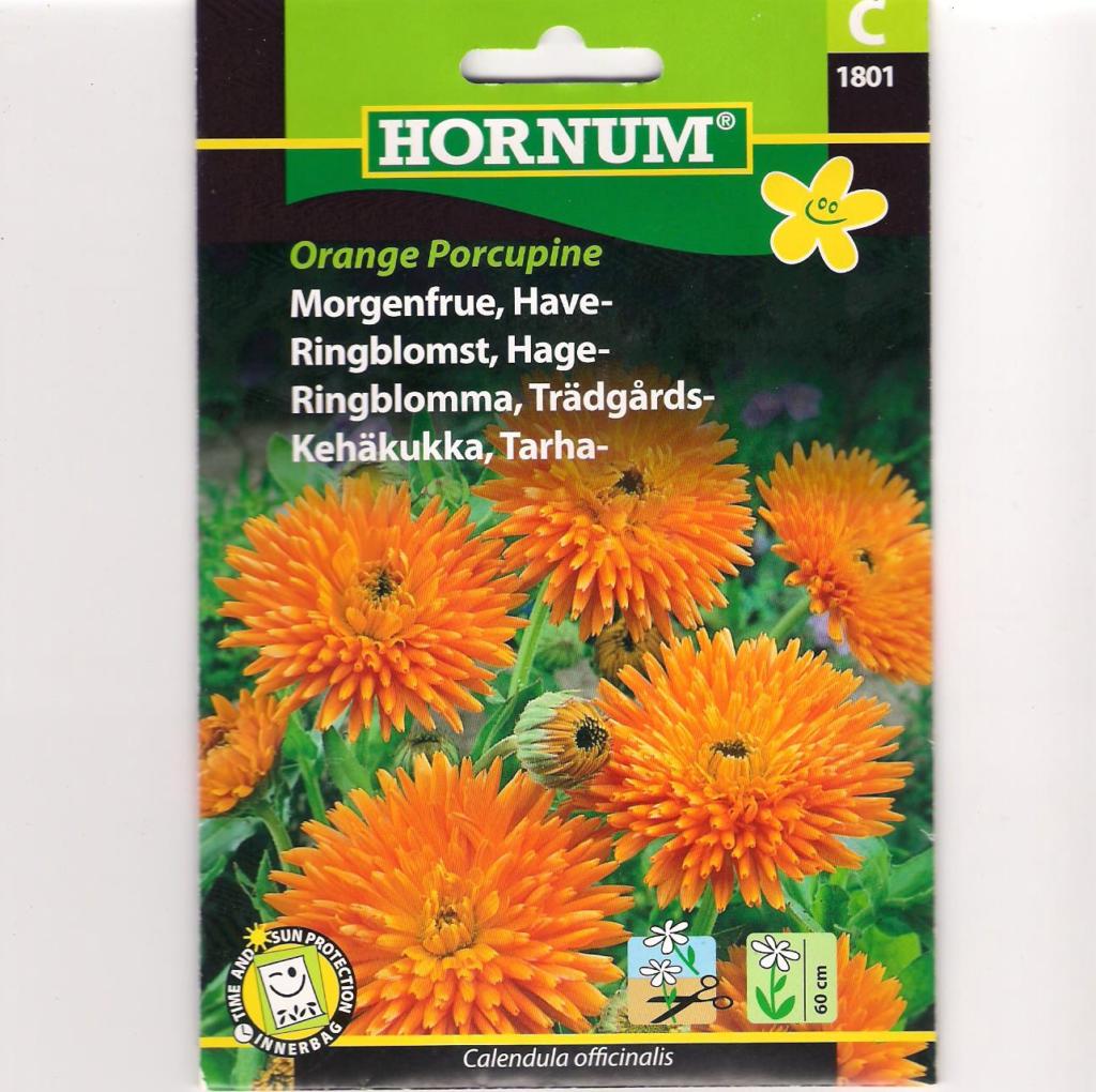 Morgenfrue, Have-, Orange Porcupine