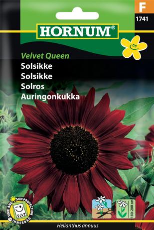 Solsikke, Velvet Queen