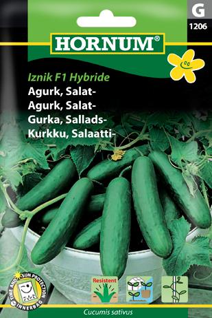 Agurk, Salat-, Iznik F1 Hybride (G)