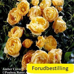 AMBER  COVER