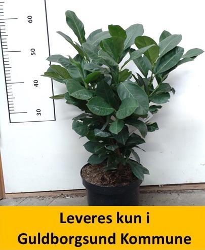 Prunus laur. Etna c3 40-60