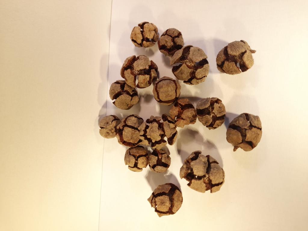 Cypres lille kogle 2-4 cm. 100 G. natur