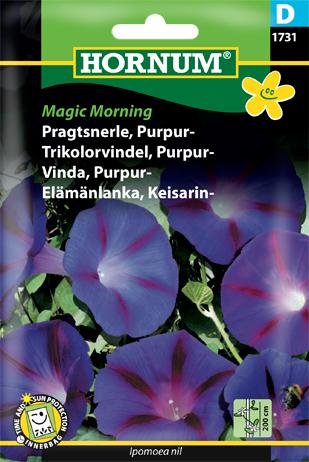 Pragtsnerle, Purpur-, Magic Morning