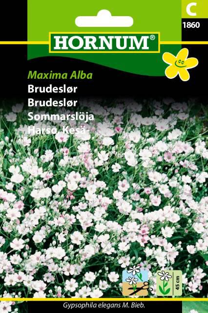 Brudeslør, Maxima Alba (C)