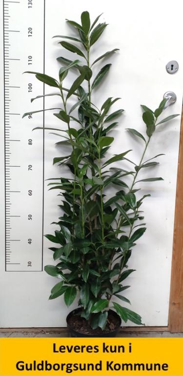 Prunus laur. Caucasica C4 80-100