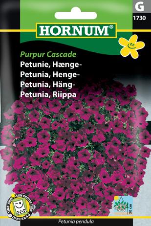 Petunia, Hænge-, Purpur Cascade